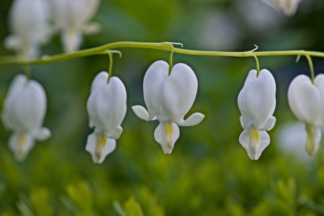 Lamprocapos spectabilis