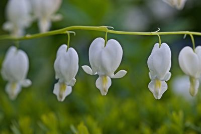 Close-up of flowers blooming outdoors