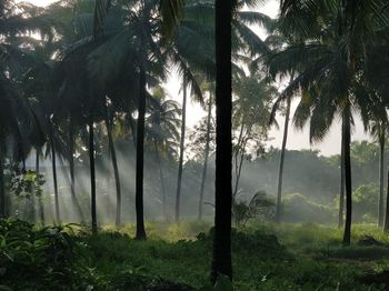 Palm trees in forest against sky