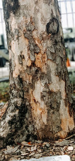 Close-up of tree trunk