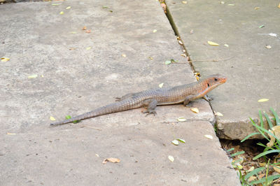 High angle view of lizard on sidewalk