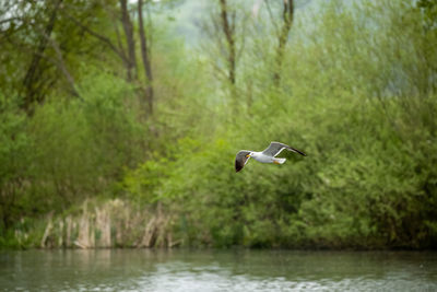 Bird flying over lake