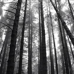 Low angle view of trees in forest