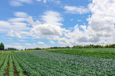 Scenic view of agricultural field against sky