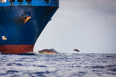 Dolphin in sea against sky