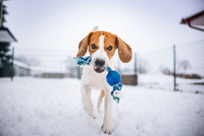 Portrait of dog in snow