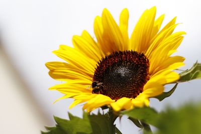 Close-up of sunflower