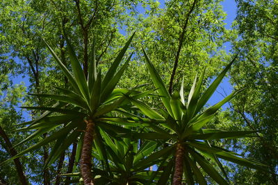 Low angle view of palm tree against sky