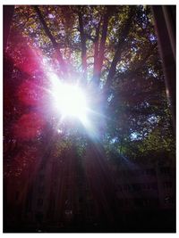 Sun shining through trees