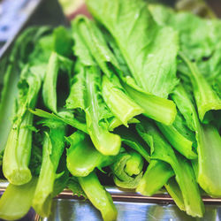 Close-up of fresh leaf vegetables in container