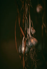 Close-up of shell on plant