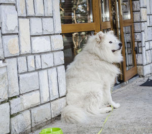 White dog against built structure