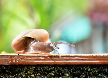 Close-up of snail