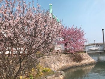 Pink cherry blossom by tree against sky