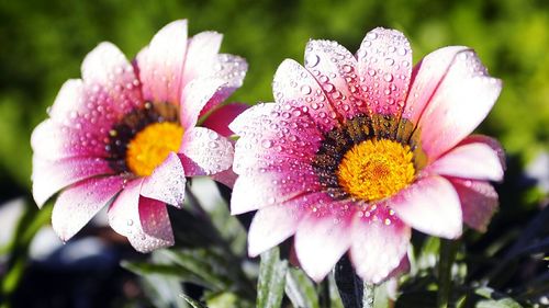 Close-up of pink flower