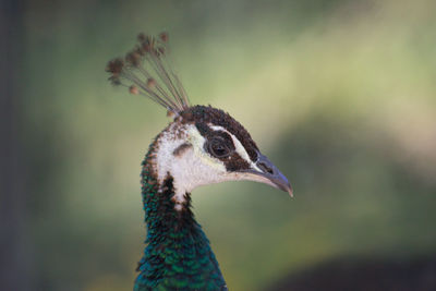 Close-up of a bird looking away