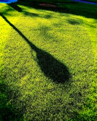 Close-up of yellow golf course