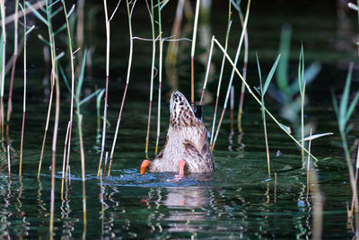 Duck swimming in lake