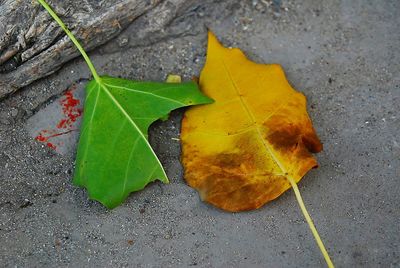 High angle view of maple leaf