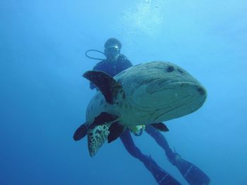 Low angle view of scuba driver by fish in sea