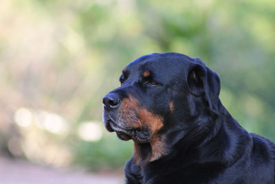 Close-up of black dog looking away