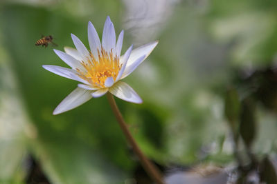 Close-up of water lily