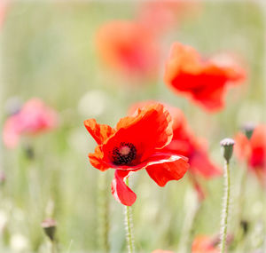 Close-up of bee on red poppy