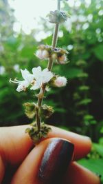 Close-up of hand holding plant