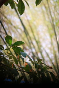 Low angle view of leaves on tree in forest