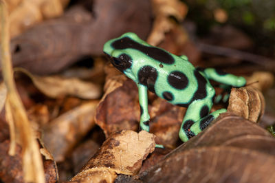 Green and black poison dart frog - dendrobates auratus in tropical rainforest