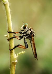 Close-up of insect on plant