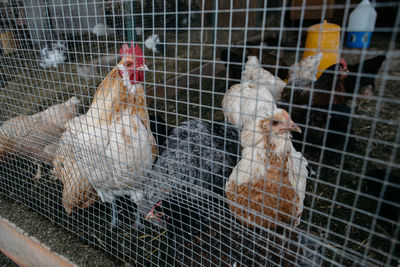 Close-up of hens in pen