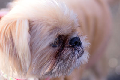 Close-up of griffon bruxellois looking away