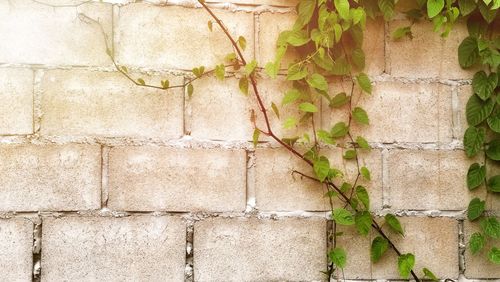 Ivy growing on wall