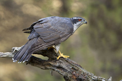 Close-up of bird perching on branch