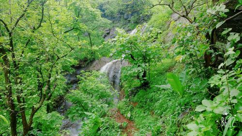 Plants and trees in forest