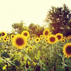 Close-up of sunflower blooming in field