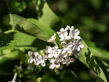 Close-up of white flowering plant