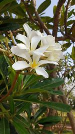 Close-up of white flowering plant