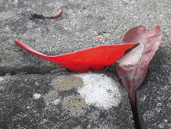 High angle view of red flower on land