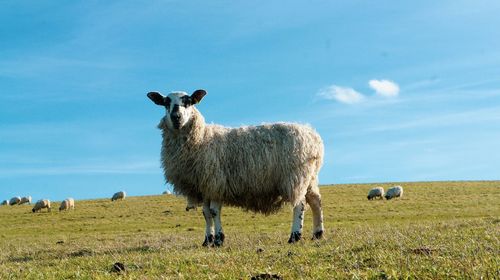 Portrait of sheep standing on field