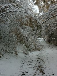 Trees on landscape