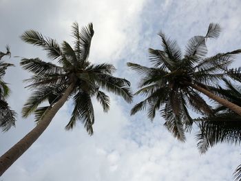 Low angle view of palm trees against sky