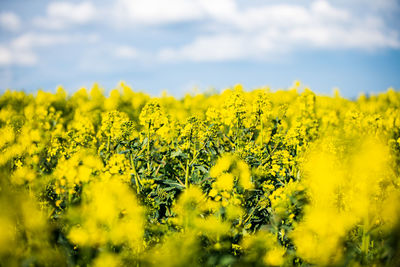 Scenic view of oilseed rape field against sky