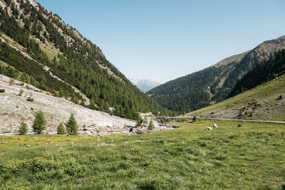 Scenic view of field against clear sky