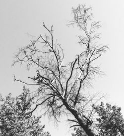 Low angle view of bare tree against sky