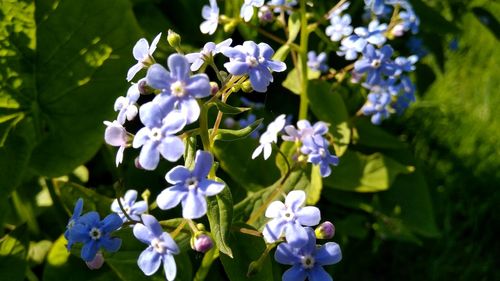 Close-up of purple flowering plants