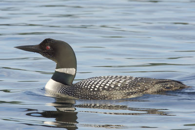 Close-up of duck swimming on lake