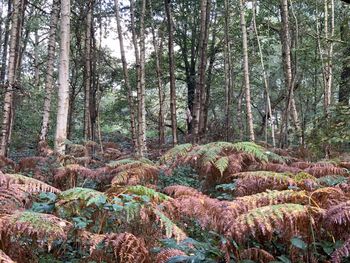Trees growing in forest
