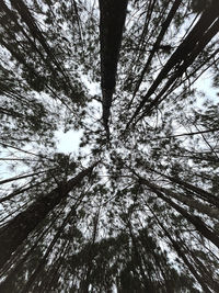 Low angle view of tree in forest